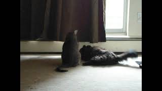 Found Footage 2012 Unknown Android Cute Cat Fight [upl. by Dal125]