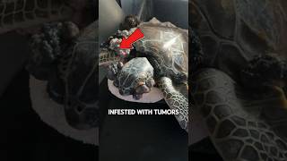 Sea Turtles INFESTED With Tumors 😱 [upl. by Esdras]