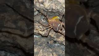 ornate harvestman bugs creepybugs harvestmen [upl. by Enneiviv]