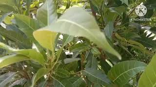 Amazing facts about Pilcan Bori Plant [upl. by Genie106]