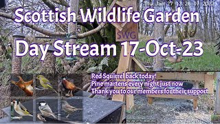 Day Stream October 17th 2023  Bird Feeders Wildlife Cameras Scotland UK from SWG [upl. by Cy824]