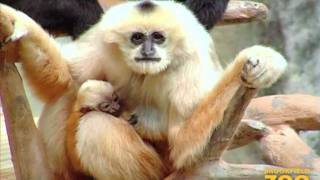 New Baby Gibbon at Brookfield Zoo [upl. by Sieracki]