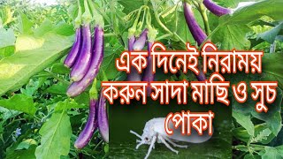 ১মিনিটে ক্ষতিকর সাদামাছি শেষ whitefly control Whitefly Attack and Controlfarming [upl. by Cybil]