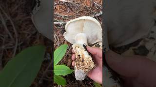 Huge matsutake mushroom on Mt Hood Oregon fungi pnw forager [upl. by Eeloj]