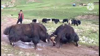 The yak fight that never knows victory or defeat [upl. by Perloff]