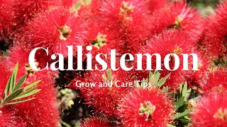 Callistemon Grow and Care Tips [upl. by Maxy]