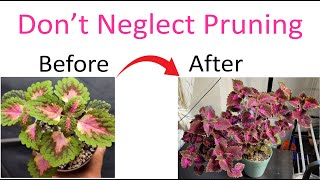 The Art of Coleus Pruning Mastering the Technique for Gorgeous Plants [upl. by Ettegdirb]