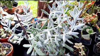 Propagating Cotyledon Orbiculata Flanaganii [upl. by Aranaj536]