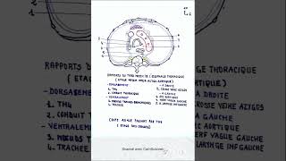 Rapports du tiers moyen de l oesophage [upl. by Nelag]