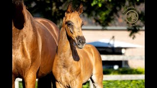 FOAL FOR SALE Stallion 2024  Luganas Ave x Jazz x Don Primero [upl. by Akenet]