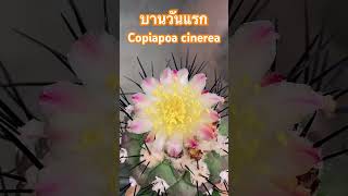 บานวันแรก Copiapoa cinerea Cactus [upl. by Bille]