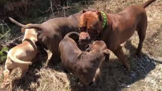 Pitbull farm  Pack of Pitbulls [upl. by Filmore]