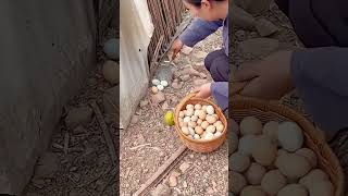 The process of picking eggs in the chicken farm [upl. by Ecerehs]