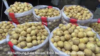 Lampung Banjir Buah Duku Harga Anjlok dari Rp 15 rb Menjadi Rp 7 rbKg Senin 25032024 [upl. by Joliet]