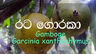 Ratagoraka  Gamboge  Garcinia xanthochymus  Ayurvedic plants [upl. by Bosch424]