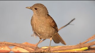 Sabiá cantando Palebreasted Thrush bird singing Turdus leucomelas [upl. by Renata132]