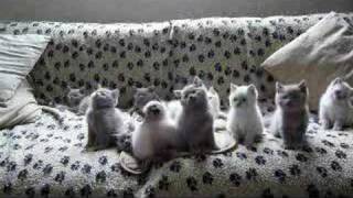 la danse des chatons [upl. by Rae718]