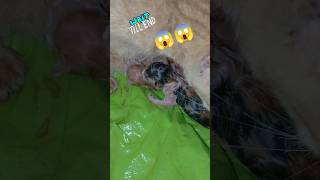 How to mother cat saving her new born Babys ❤️youtubeshorts shortsfeed cat babycat motivation [upl. by Jillene]