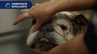 Petco México  Grooming Salon [upl. by Nive]