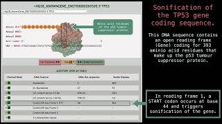 Example DNA sequences 05 [upl. by Enyleve]