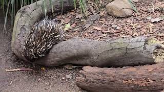 Los Equidnas Sydney Australia [upl. by Veneaux992]