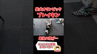 【ブレイキン】柴犬がパリオリンピックに影響受けたらこうなった（ウィンドミル・フリーズ） shorts ブレイキン オリンピック 柴犬 [upl. by Lucilla]