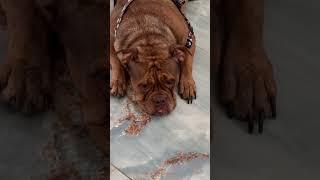 If sleeping beauty was an old EnglishBullDog 😴 dog puppy cute [upl. by Lonnie]