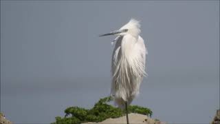 Egreta mica Little egret [upl. by Roane]