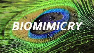 BIOMIMICRY  An Introduction with Janine Benyus [upl. by Okiman]