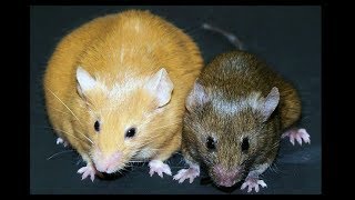 Epigenetics  the two mice in this picture have EXACTLY the same DNA sequence [upl. by Kellie]