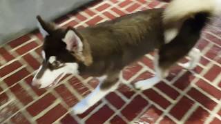 Huskies puppies playing in Huskiss Cafe [upl. by Eberto]