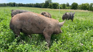 Premium Pasture raised Berkshire Pork [upl. by Annaehs649]