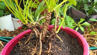 Mature Philodendron Xanadu Bonsai mini tree repotting [upl. by Mcnelly]