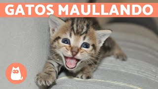 Los mejores MAULLIDOS de GATOS 🐱 ¡Gatos MAULLANDO mucho y fuerte 🐾 [upl. by Tnek]