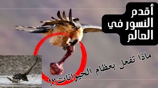 النسر الملتحى كاسر العظام  Gypaetus barbatus [upl. by Eeliah295]