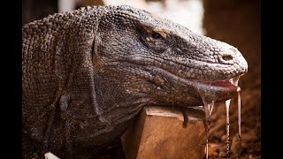 10 surprising factsabout komodo varanas [upl. by Ynomrah]