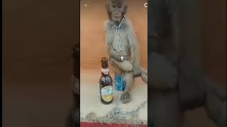 Monkey ka breakup hone per funny joking video short video [upl. by Anitsirk]