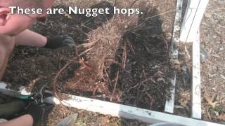 Pruning Hops Rhizomes  The Brew Share [upl. by Melanie842]