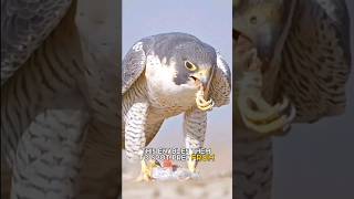 Peregrine falcon  The words fastest animal [upl. by Norreg]