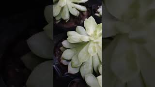 Echeveria elegansgardenplants gardening garden nature enjoy [upl. by Chaiken]