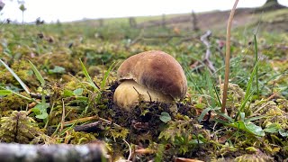 Comenzamos temporada de Boletus Pinophilus en Navarra a 7 de mayo de 2024 [upl. by Jamnis591]