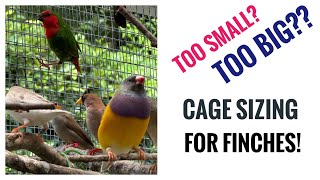 Cage Sizing for Finches [upl. by Corrie]