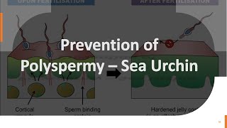 Sea Urchin Fertilization Part 3 Prevention of Polyspermy – in Sea Urchin [upl. by Aremahs88]