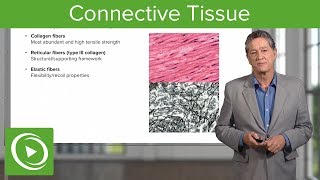 Connective Tissue – Histology  Lecturio [upl. by Obie]