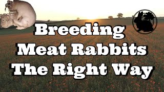 Breeding Meat Rabbits The Right Way [upl. by Gnivri882]