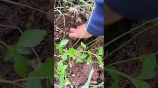 Cassava plant [upl. by Alrahc]