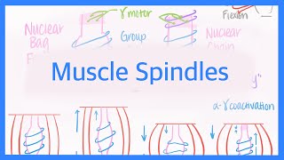 Muscle Spindles Innervations and AlphaGamma Coactivation [upl. by Koblick]