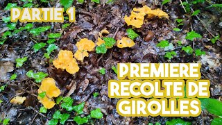 Première récolte de girolles  partie 1 [upl. by Suirauqram]