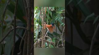 Paradiseflycatcher in slow motion [upl. by Jeanelle305]