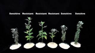 Glyphosate SOA 9 Sensitive vs Resistant Common Ragweed 1 [upl. by Alecia893]